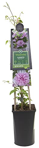 mgc24 Kletterpflanze Clematis Multi Pink Waldrebe im 2l-Container 1 Pflanze