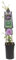 mgc24 Kletterpflanze Clematis Multi Pink Waldrebe im 2l-Container 1 Pflanze