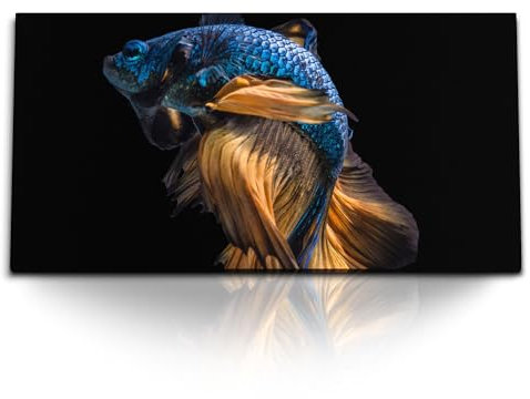 Paul Sinus Kunstdruck Bilder 120x60cm Kampffisch Aquarienfisch Tierfotografie schwarzer Hintergrund