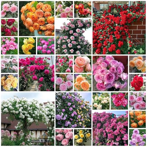 1000 Semillas De Rosas Trepadoras, Semillas Resistentes De Rosal, Decoración De Jardín Para Exterior, Plantas De Balcón, Flores De Jardín, Para El Hogar Semilla De Rosa