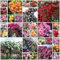 1000 Semillas De Rosas Trepadoras, Semillas Resistentes De Rosal, Decoración De Jardín Para Exterior, Plantas De Balcón, Flores De Jardín, Para El Hogar Semilla De Rosa