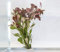 PondPlantsUK Mixed Tropical Live Aquarium Plants (5 Strand Ringed Ludwigia)