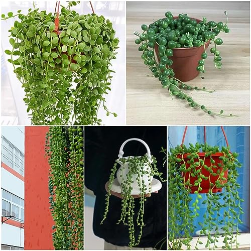 150 pcs hängende erbsenpflanze samen - topfpflanzen draußen winterhart Senecio rowleyanus - fleischfressende pflanzen,Sukkulenten succulent plants,sukkulente dekoration wohnzimmer