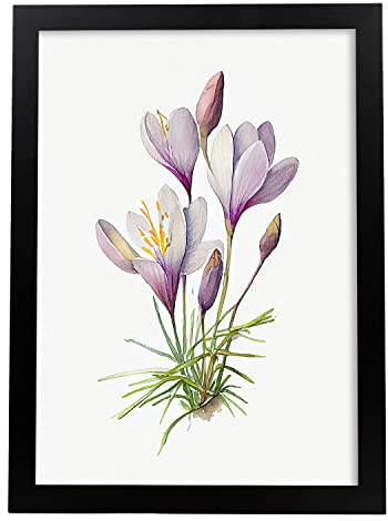Nacnic Krokus Poster im nordischen Stil. Botanik Illustrationen mit Blumen und Pflanzen im Wasserfarbe. Innenarchitektur und Dekoration. A4 schwarzen Rahmen.