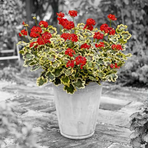 Geranium ‘Mrs Pollock’ 2L Plant. Red Flowers Tricolour Leaves. Pelargonium. Available from Bedwen Plants
