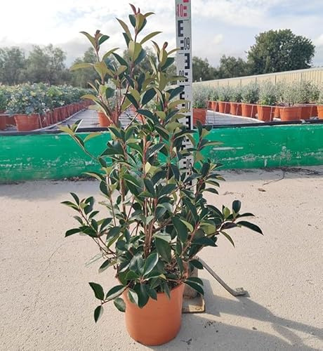 Pianta Photinia Red Robin