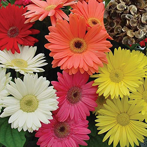 Graines gerbera, 100pcs / Sac gerbera Graines colorés Remarquable Graceful Gerbera Graines de fleurs pour le jardin