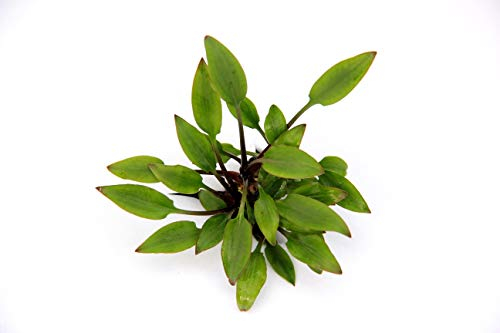 Dekoimtrend Cryptocoryne Lutea Hobbit im Topf Wasserkelch Zwergform Wasserpflanze Aquarium Aquariumpflanze