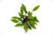 Dekoimtrend Cryptocoryne Lutea Hobbit im Topf Wasserkelch Zwergform Wasserpflanze Aquarium Aquariumpflanze