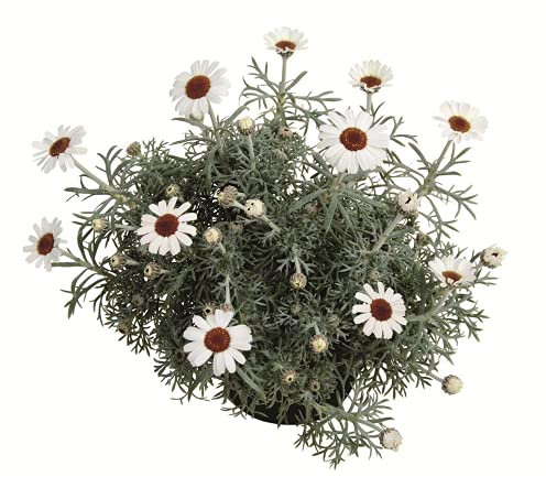 Marokko Margerite 'African Spring', Leucanthemum hosmariense - winterhart, im Topf 12 cm, in Gärtnerqualität von Blumen Eber - 12 cm
