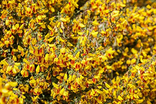 Besenginster 'Firefly' 30-40 cm Topf Cytisus scoparius winterhart duftend