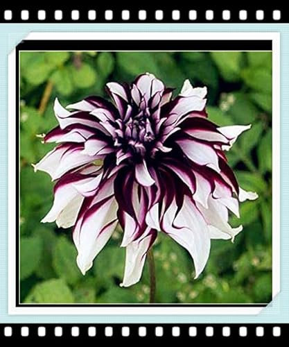 Dahlien Knollen Winterharte MehrjäHrig, Romantische Dahlie,Gartenzwiebeln, Winterhart zwiebeln, Winterhartes Pflanzen,Dahlien Knollen Groß, Dahlia Pompon-2 Zwiebeln-A