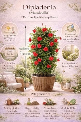 Mandevilla Rot ca. 80 cm – Dipladenia Kletterpflanze, tropische Blühpflanze für Balkon & Terrasse, pflegeleicht, langanhaltende Blüte, ideal als Sichtschutz & Rankpflanze