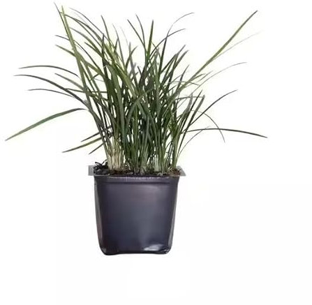 Hierba Limón Planta Natural Ideal para Jardines y Terrazas - Repelente de Mosquitos Natural - CITRONELA