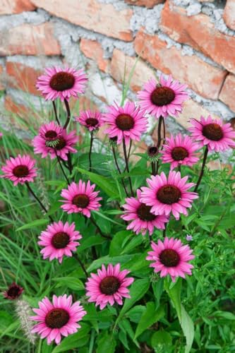 Echinacea purpurea 'Fatal Attraction' ca. 11x11 cm Topf - Purpur-Sonnenhut, dunkelrosa Blüten, Blütezeit Juli-September, bienenfreundlich, pflegeleicht