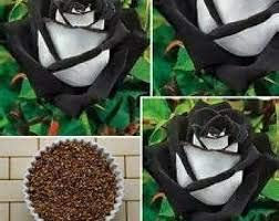 20 x Osiria Black/White Rose Bush-Samen