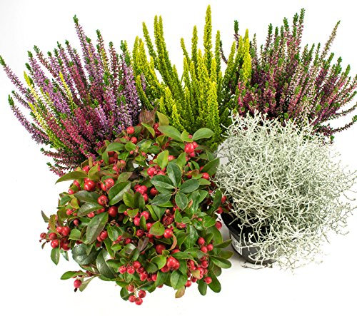 Herbst Blumen Set Nr.8 Calluna vulgaris Trios Milka & Wildbeery, Scheinbeere, Skyline & Stacheldraht