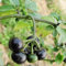 100 Lose Samen Garten Novel Pflanze Nachtschatten Samen, Bonsai-Bio-Fruchtsamen