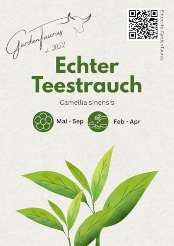 Echter Teestrauch Pflanzensamen (Camellia sinensis var. sinensis) – 10 Samen