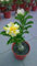 2 Rare Giallo Deserto Bianco semi della Rosa Adenium Obesum Fiore perenne Exotic