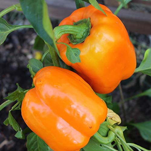 Rewia Paprika Samen für ca. 20 Pflanzen - orangefarbener Blockpaprika