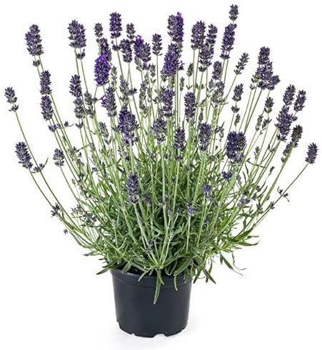 Lavanda Natural Planta Aromática de Exterior