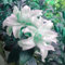 Lilien zwiebeln blumenzwiebeln mehrjährig winterhart,lilium zwiebeln winterhart mehrjährig mix-4zwiebeln-C