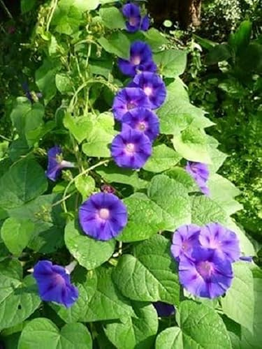 Trichterwinde Ipomea blau 10 Samen