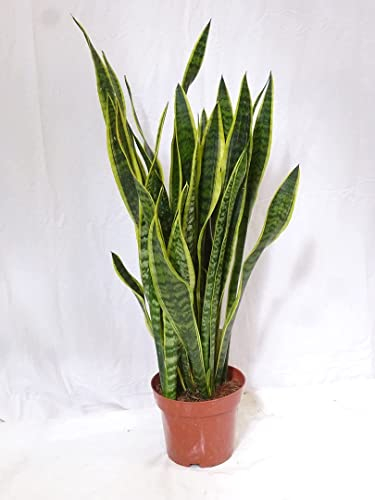[Palmenlager] XL Sansevieria laurentii 80/100 cm - Pot 21 cm Ø - Bogenhanf - Schwiegermutterzunge/Zimmerpflanze