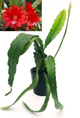 POWERS TO FLOWERS EPIPHYLLUM LINGUA DI SUOCERA A FIORE GIGANTE ROSSO, RHIPSALIS, vaso 12cm, pianta vera
