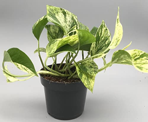 Scindapsus Epipremnum Marble Queen Variegated Devils Ivy Indoor Plant in 12cm Pot