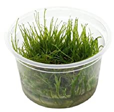 AquaOne Aquarium Pflanze In Vitro 1 Stück Moos Taxiphyllum barbieri Wasserpflanze 1-2-Grow Aquariumpflanzen Moose Becher Labor-Aquarienpflanzen