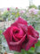 Rosa Gräfin Diana ® - Stammrose - Parfuma Rose ® - Kordes Rose - ADR Rose
