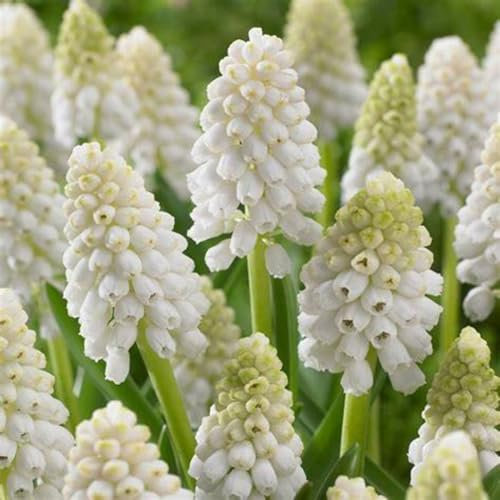 Hyazinthenzwiebel-Winterhart MehrjäHrig,HyazinthenblüTen,Hyazinthen Rhizome,Hyazinthen Zwiebeln,Schnittblumen,Bonsai Pflanze,Traubenhyazinthen-8zwiebeln-d