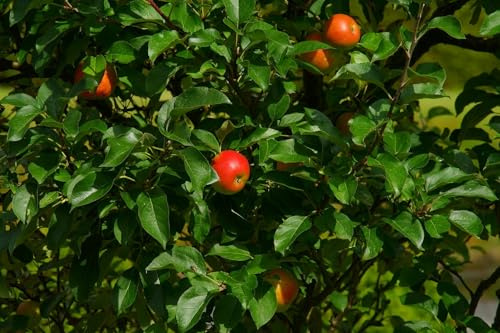 Direct Plants Apple Queen Cox Fruit Tree 6ft Tall Supplied in a 12 Litre Pot