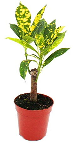 Exotenherz - Mini-Pflanze - Croton - Codiaeum - Wunderstrauch - Ideal für kleine Schalen und Gläser - Baby-Plant im 5,5cm Topf