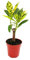 Exotenherz - Mini-Pflanze - Croton - Codiaeum - Wunderstrauch - Ideal für kleine Schalen und Gläser - Baby-Plant im 5,5cm Topf