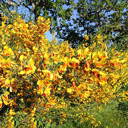 Piante di ginestra,Cytisus Scoparius,Piante da giardino Piante da balcone resistenti Piante da interno resistenti Bassa richiesta di luce Semi di fiori semi organici Pianta 500 Pezzi