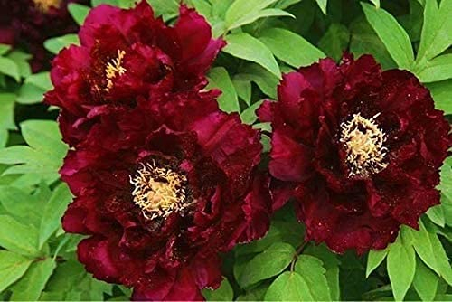 2Stück Pfingstrose Zwiebeln - Blaue Pfingstrose Rhizom Wurzel Blumenbaum Pfingstrose Paeonia Suffruticosa Strauchsamen Für Gartenhaus Balkon Zäune Hof Dekoration Blumen (Rot)