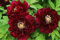 2Stück Pfingstrose Zwiebeln - Blaue Pfingstrose Rhizom Wurzel Blumenbaum Pfingstrose Paeonia Suffruticosa Strauchsamen Für Gartenhaus Balkon Zäune Hof Dekoration Blumen (Rot)