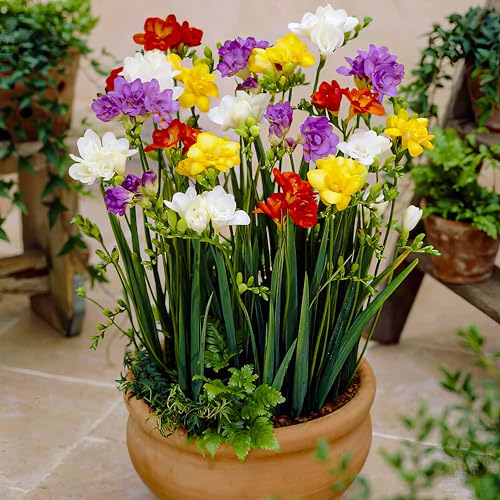 Bulbi di Fresia (50 pezzi) Collezione di Fiori Doppi - Miscela di 5 Colori - Bulbi di Fresia Profumati dall’Olanda - Vere Piante (no Semi e non Artificiale)