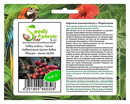Pcs - 5X Coffea Arabica - Catuai Coffee Shrub Garden Coffee Plants - Seeds ID259 & Plants Shop by Ipsa