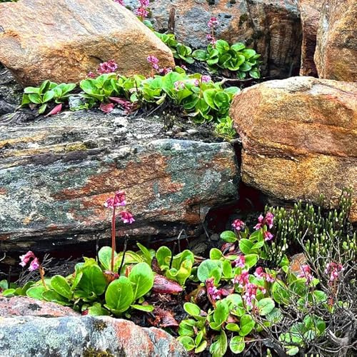 bergenien - bergenia cordifolia - kräuterpflanzen, bodendecker winterhart mehrjährig küchenkräuter, seltene deko bodendecker 200samen