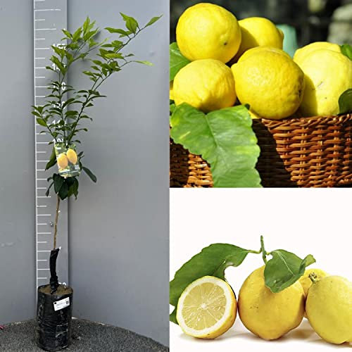 SAVINI VIVAI Pianta di Limone Albero Agrumi Limone Ovale di Sorrento in Fitocella Altezza 100-120 cm di 1 anno di Innesto Made Italy