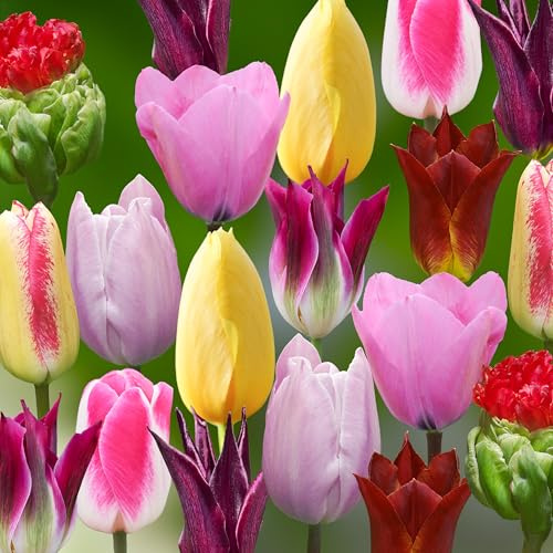 Tulpenzwiebeln 36 x 'Luxury Collection ' - The Bulb Farmers - Fruhjahr - in den Niederlanden gezuchtet - Tulpen Zwiebeln - Blumenzwiebeln