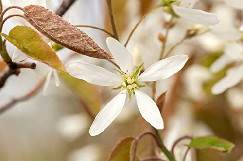 Kupfer-Felsenbirne 125-150 cm Topf Amelanchier lamarckii winterhart | Amelanchier lamarckii, sommergrün, weiße Blüten April-Mai, orange Herbstfärbung, essbare Früchte, sonnig bis halbschattig