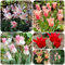 tulpenzwiebeln mehrjährig garten steingartenpflanzen winterhart wildtulpen zwiebeln zwiebeln winterhart mehrjährig seltene pflanzen bodendecker winterhart mehrjährig outdoor pflanzen 5pcs