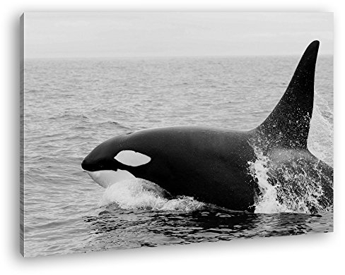 deyoli edler Orca Format: 80x60 Effekt: Schwarz/Weiß als Leinwand, Motiv fertig gerahmt auf Echtholzrahmen, Hochwertiger Digitaldruck mit Rahmen, Kein Poster oder Plakat
