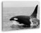 deyoli edler Orca Format: 80x60 Effekt: Schwarz/Weiß als Leinwand, Motiv fertig gerahmt auf Echtholzrahmen, Hochwertiger Digitaldruck mit Rahmen, Kein Poster oder Plakat
