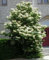 5 Samen von Japanischer Flieder japanischen Baum Flieder